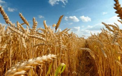 Almacenamiento y acondicionamiento del trigo para mantener su calidad