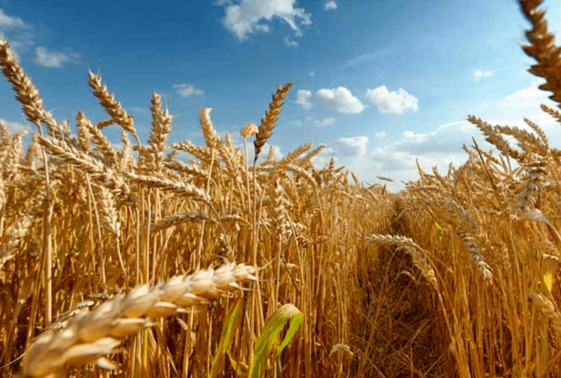 Storage and conditioning of wheat to maintain its quality